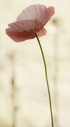 Bowtie, a photograph by Michael Maersch