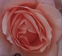 December Rose, a photograph by Michael Maersch