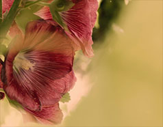 Fireworks, a photograph by Michael Maersch