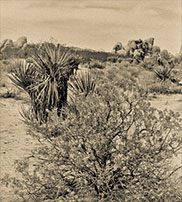 Joshua Tree, a photograph by Michael Maersch