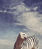 Kitty, a photograph by Michael Maersch