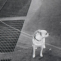 Pampered, a photograph by Michael Maersch