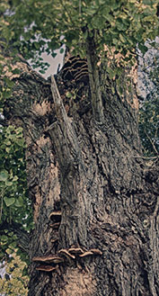 Photographing Faeries, #2, a photograph by Michael Maersch