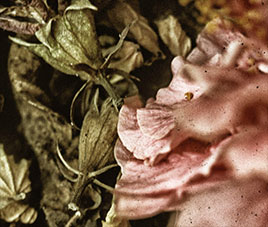 Una Muerte Hermosa-Redux, a photograph by Michael Maersch