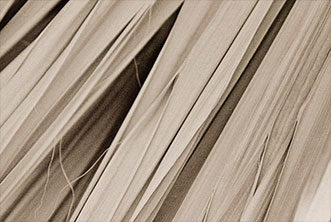 Veil, a photograph by Michael Maersch