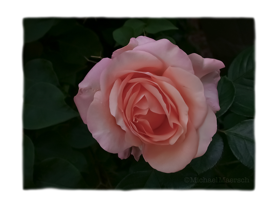 a photograph called December Rose by Michael Maersch