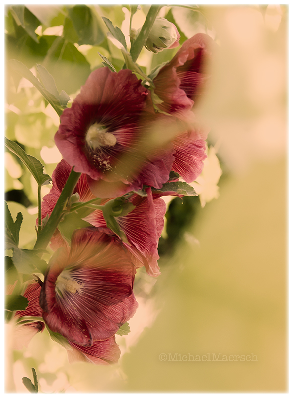 a photograph called Fireworks by Michael Maersch