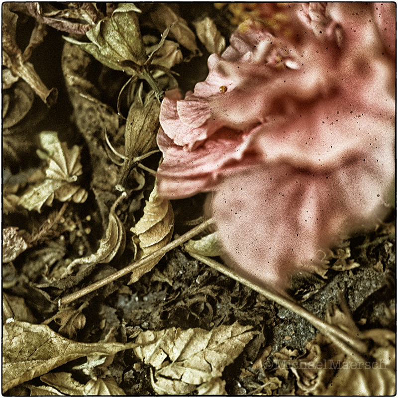 a photograph called Una Muerte Hermosa, #2 by Michael Maersch