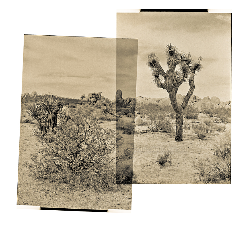 a photograph called Joshua Tree by Michael Maersch